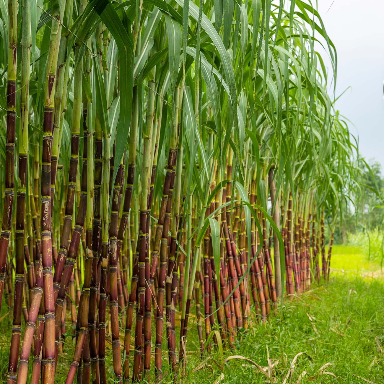 Sugarcane-based Green Polyethylene packaging
